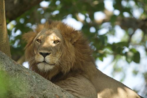 Kanungu Uganda aggiornamento automatico del codice promozionale booking.com